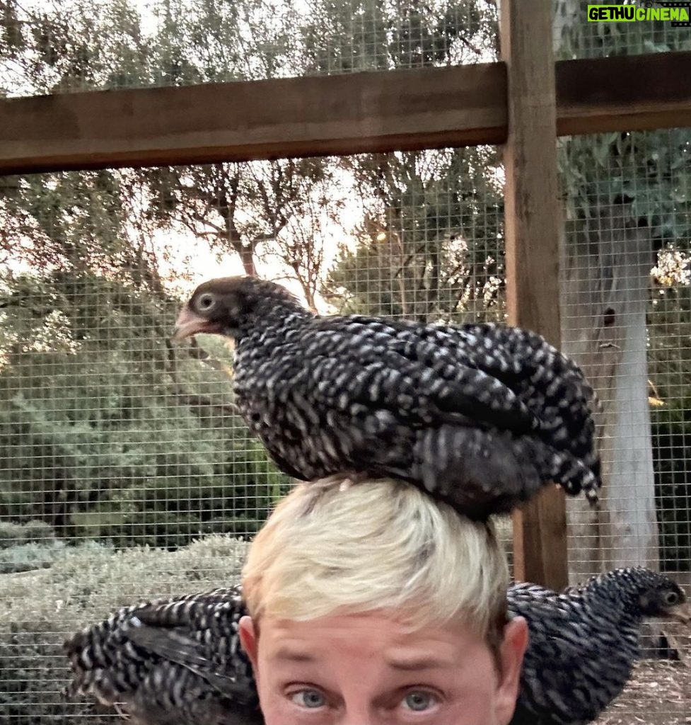 Ellen DeGeneres Instagram - Thanks for all the great chicken advice. Keep it coming. What does it mean when they sit on your head?