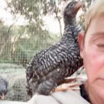 Ellen DeGeneres Instagram - Thanks for all the great chicken advice. Keep it coming. What does it mean when they sit on your head?