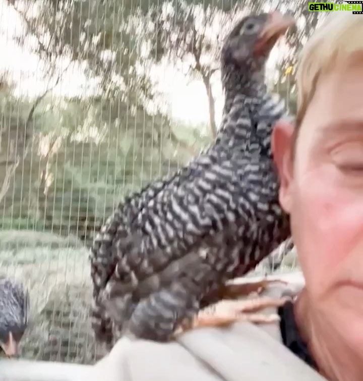 Ellen DeGeneres Instagram - Thanks for all the great chicken advice. Keep it coming. What does it mean when they sit on your head?