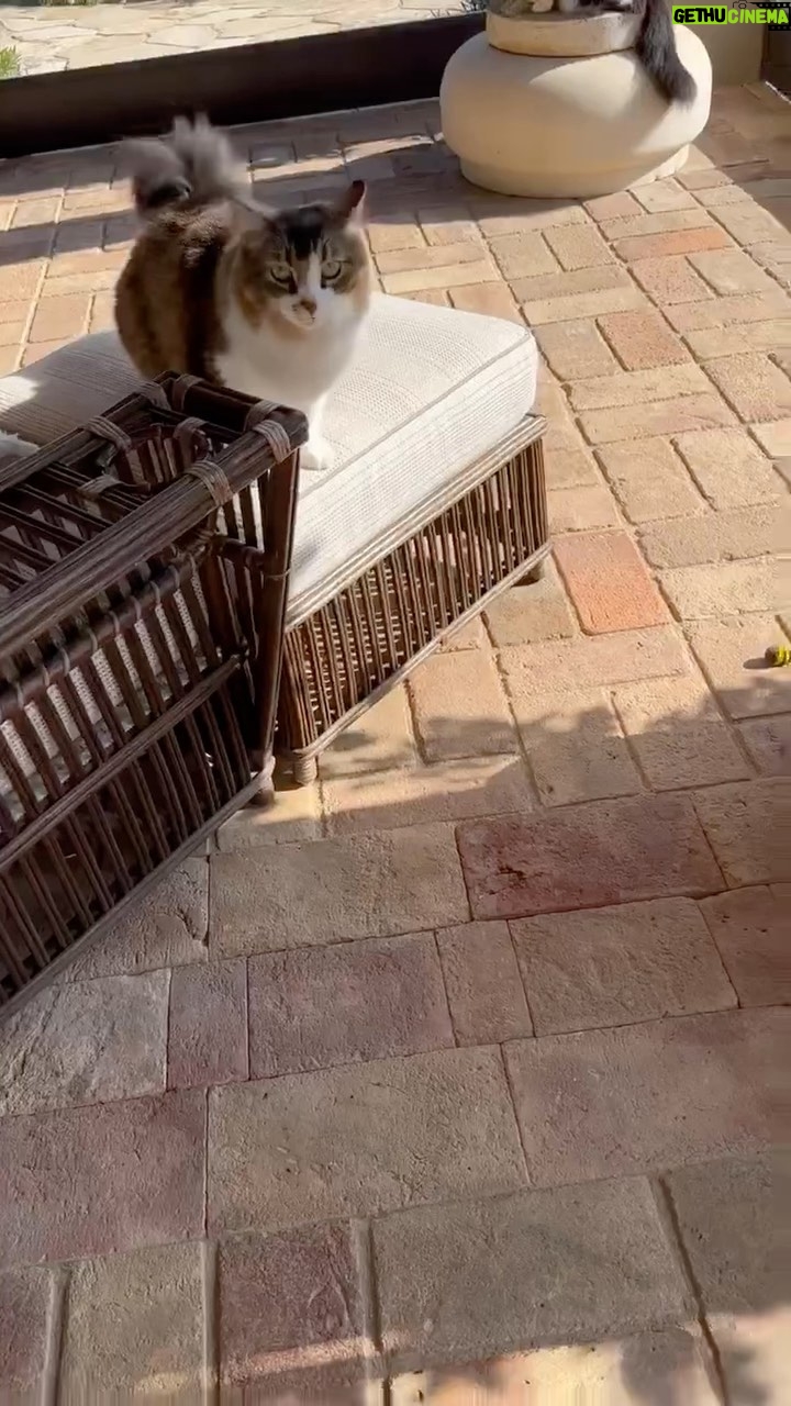 Ellen DeGeneres Instagram - I’ve been training my cats. Clearly, they are geniuses.