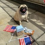 Ellen DeGeneres Instagram - The 4th of July is one of the most stressful days of the year for dogs. That’s why I’m glad there’s @kradlemypet. It helps keep pets calm and safe. Find Kradle in time for fireworks at Walmart stores or online. For more information follow @Kradlemypet.