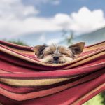Ellen DeGeneres Instagram - If you love dogs like I do, I know you’ll love @kradlemypet’s Bliss Bars. You’ll also love how Kradle supports shelter pets because when you buy the 6-count Bliss Bars right now from Walmart, Kradle will donate one to a local shelter!
