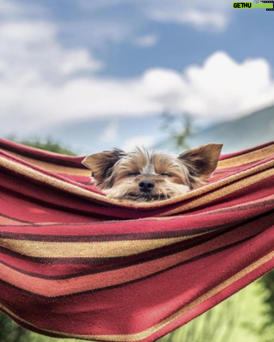 Ellen DeGeneres Instagram - If you love dogs like I do, I know you’ll love @kradlemypet’s Bliss Bars. You’ll also love how Kradle supports shelter pets because when you buy the 6-count Bliss Bars right now from Walmart, Kradle will donate one to a local shelter!