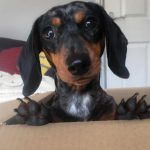 Ellen DeGeneres Instagram - If you love dogs like I do, I know you’ll love @kradlemypet’s Bliss Bars. You’ll also love how Kradle supports shelter pets because when you buy the 6-count Bliss Bars right now from Walmart, Kradle will donate one to a local shelter!