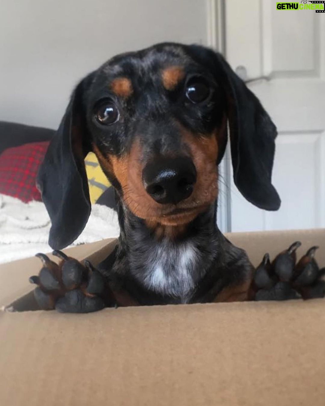 Ellen DeGeneres Instagram - If you love dogs like I do, I know you’ll love @kradlemypet’s Bliss Bars. You’ll also love how Kradle supports shelter pets because when you buy the 6-count Bliss Bars right now from Walmart, Kradle will donate one to a local shelter!