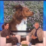 Ellen DeGeneres Instagram – More on my favorite subject, dogs. 🐶❤️