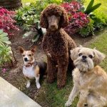 Ellen DeGeneres Instagram – Happy #NationalPetDay to this crew. ❤️