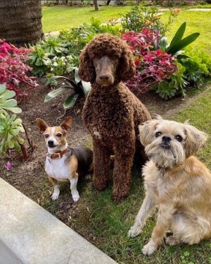 Ellen DeGeneres Instagram - Happy #NationalPetDay to this crew. ❤️