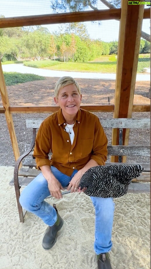 Ellen DeGeneres Instagram - This week I tried something new and shared a story from very early in my career. And I told it to my most devoted audience- my chickens. It’s a new segment I’m calling, “Tales from the Coop.” Let me know if you wanna see more of these kinds of stories because I got plenty...