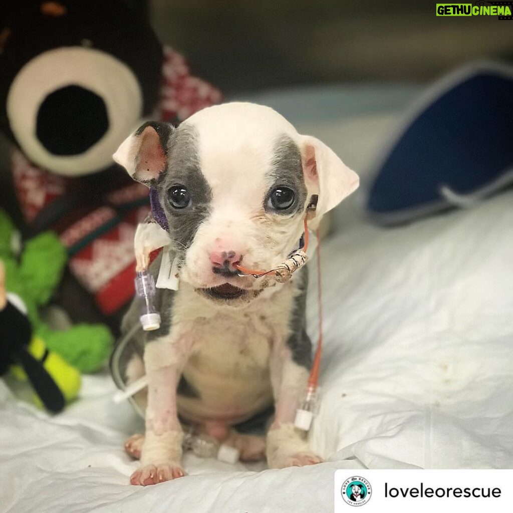 Ellen Pompeo Instagram - Love did this....❤️ Posted @withrepost • @loveleorescue Thank you to everyone for donating and caring❣️❣️❣️ — Thank you to the two, kind hearted construction workers that found him. — Thank you to the shelter volunteer Linda Chute for getting him to safety. — Thank you for trusting the amazing medical team @asecla — Thank you to everyone for believing in LLR. — and thank you to baby Carl for being amazing. —- To the single naysayer who suggested we euthanize him yesterday… 👎🏽🤬