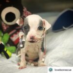 Ellen Pompeo Instagram – Love did this….❤️ Posted @withrepost • @loveleorescue Thank you to everyone for donating and caring❣️❣️❣️
—
Thank you to the two, kind hearted construction workers that found him. —
Thank you to the shelter volunteer Linda Chute for getting him to safety. —
Thank you for trusting the amazing medical team @asecla —
Thank you to everyone for believing in LLR.
— and thank you to baby Carl for being amazing.
—-
To the single naysayer who suggested we euthanize him yesterday… 👎🏽🤬