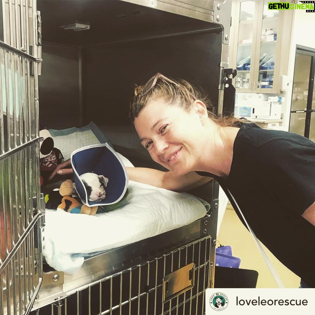 Ellen Pompeo Instagram - Had the best time today visiting with Carl... whose life was saved by real life earth angels at @loveleorescue and @asecla thank you so much for all the never ending selfless work that goes into making a difference for others in this life... the world is a better place because of all of you 💋❤️ Posted @withrepost • @loveleorescue Baby Carl had a very special visitor today. Thank you @ellenpompeo for visiting him and showing him so much love. Ellen ran into one of our vet hero’s - Dr. Balfour while she was at @asecla . Funny enough, he had repaired her dogs broken leg many years ago. Small 🌎! Thank you to every one of you who have rooted for and donated for this little guy. He ate all his food, and walked around a little bit today. His plasma and blood transfusions are complete. His IV catheter has been removed. They are only using the feeding tube for fluids now as he eats really well on his own. Getting stronger every day… 💪🏽🐶
