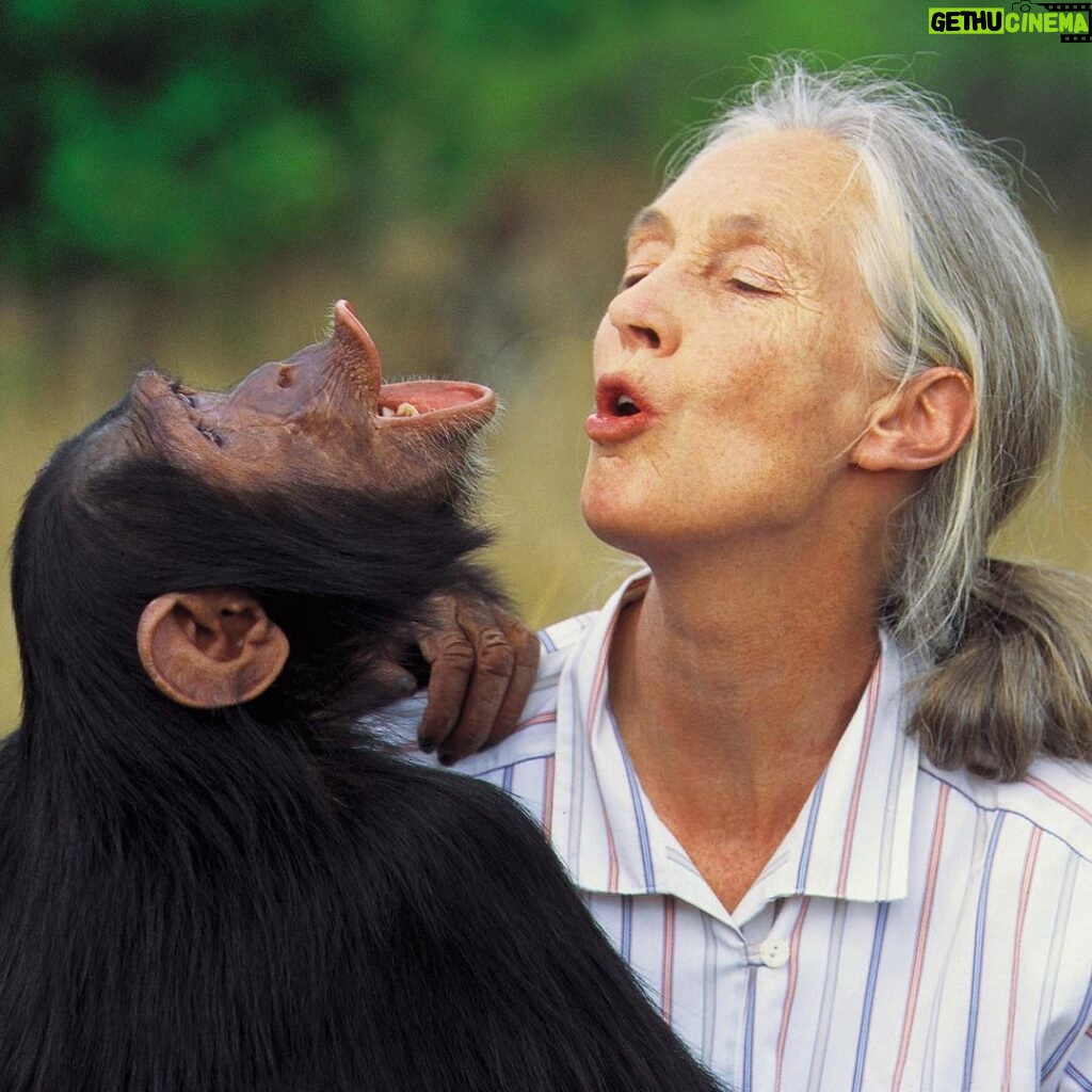 Ellen Pompeo Instagram - Happiest birthday Dr. Jane Goodall! “Every individual matters. Every individual has a role to play. Every individual makes a difference.” @janegoodallinst The world is a better place because of you. Thank you for a lifetime of love and dedication to our planet, to the animal kingdom and to mankind. http://www.janegoodall.org/donate/