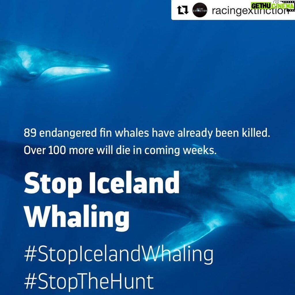 Ellen Pompeo Instagram - #Repost @racingextinction Support by signing petition in bio. ・・・ Our mission is to bring awareness to and ultimately stop whaling in Iceland—a front-runner in this unnecessary hunt. Currently, Iceland is violating one of the most sacred wildlife conservation agreements of our time—the International Moratorium on Commercial Whaling (IWC)—by brutally slaughtering one of the most sentient and threatened species in the oceans. We cannot stand by and watch this violent attack on one of the most fundamental principles of wildlife conservation. We can no longer remain silent as this majestic species nears extinction in our lifetime. This is where we draw the line! TAKE ACTION NOW: Click the link in our bio and sign to #StopTheHunt. #StopIcelandWhaling.