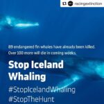 Ellen Pompeo Instagram – #Repost @racingextinction Support by signing petition in bio.
・・・
Our mission is to bring awareness to and ultimately stop whaling in Iceland—a front-runner in this unnecessary hunt. Currently, Iceland is violating one of the most sacred wildlife conservation agreements of our time—the International Moratorium on Commercial Whaling (IWC)—by brutally slaughtering one of the most sentient and threatened species in the oceans. We cannot stand by and watch this violent attack on one of the most fundamental principles of wildlife conservation. We can no longer remain silent as this majestic species nears extinction in our lifetime. This is where we draw the line! TAKE ACTION NOW: Click the link in our bio and sign to #StopTheHunt. #StopIcelandWhaling.