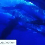 Ellen Pompeo Instagram – #Repost @racingextinction with @get_repost
・・・
Let’s #StopTheHunt 🚫🐋
#Repost @paulhiltonphoto
・・・
Right now Fin whales are being slaughtered in Iceland 🇮🇸 and I’d like you to join us in signing a petition and boycott Iceland as a travel destination until they end the madness and leave our great whales to swim in their ocean realm in peace ✌️. As if we haven’t already put them through enough. To do nothing is allow the slaughter to continue. Link in my bio. #Stopthehunt #StopIcelandWhaling @sea_legacy  @racingextinction @bluespherefoundation @paulnicklen @shawnheinrichs Photo: Humpack whales 🐋 Pacific Ocean