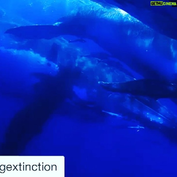 Ellen Pompeo Instagram - #Repost @racingextinction with @get_repost ・・・ Let’s #StopTheHunt 🚫🐋 #Repost @paulhiltonphoto ・・・ Right now Fin whales are being slaughtered in Iceland 🇮🇸 and I’d like you to join us in signing a petition and boycott Iceland as a travel destination until they end the madness and leave our great whales to swim in their ocean realm in peace ✌️. As if we haven’t already put them through enough. To do nothing is allow the slaughter to continue. Link in my bio. #Stopthehunt #StopIcelandWhaling @sea_legacy @racingextinction @bluespherefoundation @paulnicklen @shawnheinrichs Photo: Humpack whales 🐋 Pacific Ocean