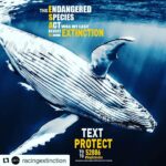Ellen Pompeo Instagram – #Repost @racingextinction with @get_repost
・・・
Let’s speak up for species on the brink of extinction!
Three changes to endangered species protections have just been proposed – injecting economic and non-science-based influence into the law… But we can each do something to stop it 👉 Text PROTECT to 52886
📷 @shawnheinrichs .
.
.
@defendersofwildlife @vulcanproduction @oceanicpreservationsociety #racingextinction #stopextinction #endangeredspecies