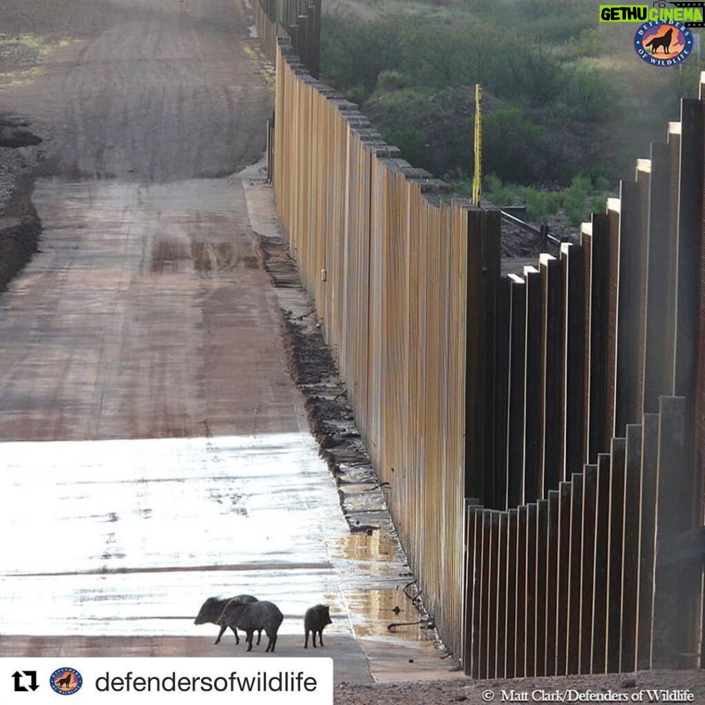 Ellen Pompeo Instagram - #Repost @defendersofwildlife with @get_repost ・・・ Thousands of scientists from almost 50 countries are expressing alarm this week at the expansion of the wall on the U.S.-Mexico border. A new report in BioScience outlines the dangers of building a continuous and impermeable border wall, because it would harm animals and plants in this sensitive region. Bypassed environmental laws, habitat destruction, and losses to conservation and scientific research cause a lot of concern. Read more from our scientists via the link in our bio. #border #borderwall #javelina #UnitedForBorderlands #ScientistsCallToAction #StopExtinction #DefendersofWildlife #naturephotography #naturelovers #natureonly #natureshots #naturegram #wildlife #wildlifephotography #wildlifeconservation #wildlifeaddicts #animals #animallovers #animallover #animalsofinstagram #instaanimal #animalsofig