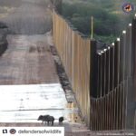 Ellen Pompeo Instagram – #Repost @defendersofwildlife with @get_repost
・・・
Thousands of scientists from almost 50 countries are expressing alarm this week at the expansion of the wall on the U.S.-Mexico border. A new report in BioScience outlines the dangers of building a continuous and impermeable border wall, because it would harm animals and plants in this sensitive region. Bypassed environmental laws, habitat destruction, and losses to conservation and scientific research cause a lot of concern. Read more from our scientists via the link in our bio.

#border #borderwall #javelina #UnitedForBorderlands #ScientistsCallToAction #StopExtinction #DefendersofWildlife #naturephotography #naturelovers #natureonly #natureshots #naturegram #wildlife #wildlifephotography #wildlifeconservation #wildlifeaddicts #animals #animallovers #animallover #animalsofinstagram #instaanimal #animalsofig