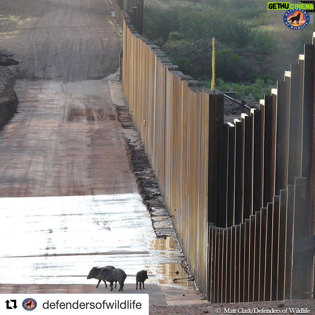 Ellen Pompeo Instagram - #Repost @defendersofwildlife with @get_repost ・・・ Thousands of scientists from almost 50 countries are expressing alarm this week at the expansion of the wall on the U.S.-Mexico border. A new report in BioScience outlines the dangers of building a continuous and impermeable border wall, because it would harm animals and plants in this sensitive region. Bypassed environmental laws, habitat destruction, and losses to conservation and scientific research cause a lot of concern. Read more from our scientists via the link in our bio. #border #borderwall #javelina #UnitedForBorderlands #ScientistsCallToAction #StopExtinction #DefendersofWildlife #naturephotography #naturelovers #natureonly #natureshots #naturegram #wildlife #wildlifephotography #wildlifeconservation #wildlifeaddicts #animals #animallovers #animallover #animalsofinstagram #instaanimal #animalsofig