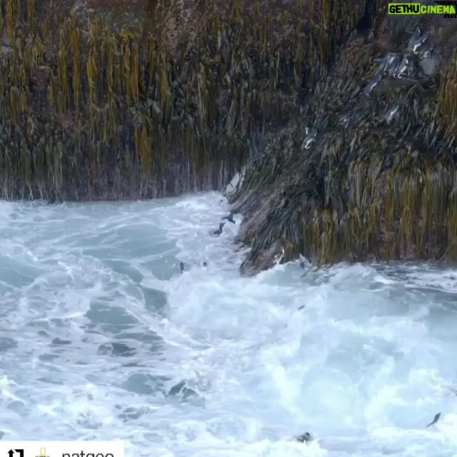 Ellen Pompeo Instagram - And we think TGIT is rough...all kidding aside... life knocks us all around and we need to be there to pick eachother up.. that includes our mother planet earth @natgeo @world_wildlife 🌏