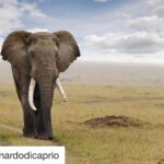 Ellen Pompeo Instagram - #Repost @leonardodicaprio with @repostapp ・・・ "How someone could want to shoot such an intelligent, empathetic animal as an elephant is beyond me…But what is most concerning for elephants is that renewed imports of trophy ivory into the US might undermine the all-important ivory trade bans put in place by America and China.” -Frank Pope, CEO of @SavetheElephants, a grantee of the @LeonardoDiCaprioFdn with the @ElephantCrisisFund on Trump’s decision to reverse the ban on imports of elephant trophies from Zimbabwe into the US. Link in bio to learn more. Photo Credit: Peter Pham, 2011