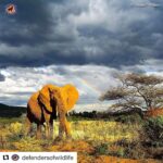 Ellen Pompeo Instagram - #Repost @defendersofwildlife with @repostapp ・・・ The U.S. Department of the Interior (DOI) is establishing a so-called International Wildlife Conservation Council. The DOI and the United States Fish and Wildlife Service have been tasked with protecting wildlife and improving the quality of our wildlife habitat for imperiled species. Sadly, the narrow-minded focus on sport trophy hunting reflects this administration’s blindness to wildlife conservation. Check out our latest blog on Medium: www.medium.com/wild-without-end #elephant #StopExtinction #DefendersofWildlife #naturephotography #naturelovers #natureonly #natureshots #naturegram #wildlife #wildlifephotography #wildlifeconservation #wildlifeaddicts #animals #animallovers #animallover #animalsofinstagram #instaanimal #animalsofig