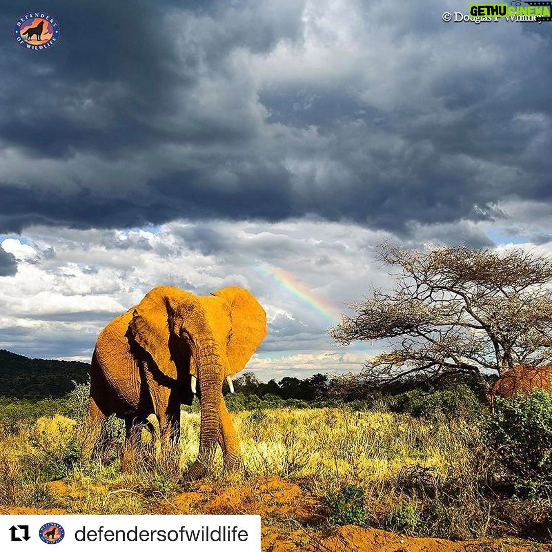 Ellen Pompeo Instagram - #Repost @defendersofwildlife with @repostapp ・・・ The U.S. Department of the Interior (DOI) is establishing a so-called International Wildlife Conservation Council. The DOI and the United States Fish and Wildlife Service have been tasked with protecting wildlife and improving the quality of our wildlife habitat for imperiled species. Sadly, the narrow-minded focus on sport trophy hunting reflects this administration’s blindness to wildlife conservation. Check out our latest blog on Medium: www.medium.com/wild-without-end #elephant #StopExtinction #DefendersofWildlife #naturephotography #naturelovers #natureonly #natureshots #naturegram #wildlife #wildlifephotography #wildlifeconservation #wildlifeaddicts #animals #animallovers #animallover #animalsofinstagram #instaanimal #animalsofig