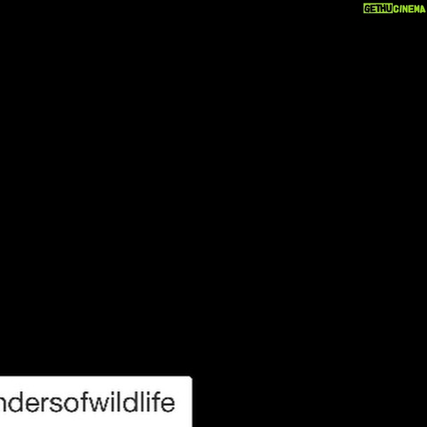 Ellen Pompeo Instagram - So funny how we pick and choose what to protect and defend. Why aren't we furious this administration won't protect our land..our air...our clean water supply or these gorgeous creatures that also represent our country. Because they can't make money from them. ・・・ The bald eagle is more than just a symbol of our nation; its return to the skies is proof that the Endangered Species Act is one of our most effective wildlife protection laws. The ESA is the last line of defense for many imperiled species, and yet members of Congress are disregarding science and proposing bills to gut the Act. @racingextinction @vulcaninc @joelsartore Text PROTECT to 52886 to help save the Endangered Species Act #StopExtinction #BaldEagle #eagles #EndangeredSpeciesAct #DefendersofWildlife #naturelovers #naturephotography #natureonly #natureshots #naturelovers #naturegram #wildlife #wildlifephotography #wildlifeaddicts #animals #animallovers #animallover #animalsofinstagram#instaanimal #animalsofig