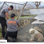 Ellen Pompeo Instagram - #Repost @aspca with @repostapp ・・・ At the request of the Virgin Islands Department of Agriculture, the ASPCA is establishing an emergency shelter in St. Croix to provide much-needed housing and care for hundreds of animals displaced by Hurricane Maria. Your help is needed, please donate today by visiting aspca.org/maria
