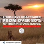Ellen Pompeo Instagram - #Repost @leonardodicapriofdn with @repostapp ・・・ #Repost @lionrecovery Together we can turn this around. ❤️ 100% of every donation to @LionRecovery goes directly to efforts on the ground to protect wild lions. Follow the link in bio to donate today. #lion #lions #lionrecovery #savelions #wildlife #Africa #nationalparks #safari #DYK #picoftheday #photooftheday #africansafari #animals #instadaily #catsofinstagram #instagood #wildlifephotography #cats #bigcats