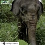 Ellen Pompeo Instagram - #Repost @racingextinction with @repostapp ・・・ In the last few years we have tragically witnessed a rapid decline in Sumatran elephants. Hunted for ivory and poisoned, as a direct result of human wildlife conflict, there has never been a more important time to ACT. Do you want to live in a world without elephants? 😥 You can support our Elephant Patrol Teams in Leuser. 🙌🐘 We need your help to employ more rangers and to urgently fit collars to a member of each herd. Link in @paulhiltonphoto bio. @istandwithmypack edited by my @tristanhero @blackjaguarwhitetiger @tunkalai @planetexperts @wildlifeasia @istandwithmypack @rainforestactionnetwork @racingextinction #saveleuserecosystem #lovetheleuser #cutconflictpalmoil #racingextinction @leonardodicaprio @leonardodicapriofdn @haka_sumatra @socp.official