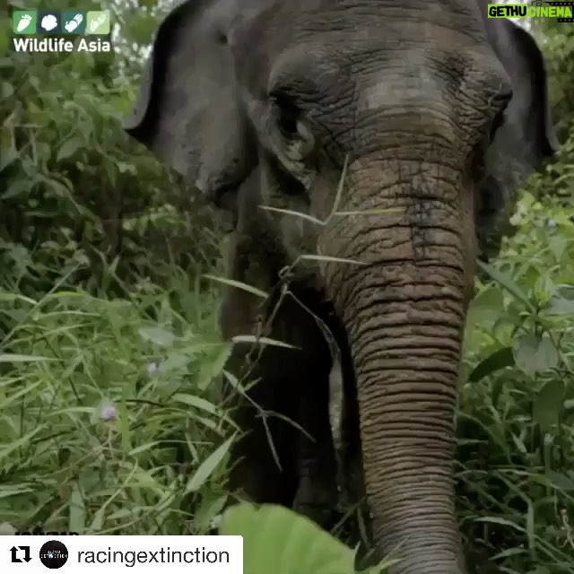 Ellen Pompeo Instagram - #Repost @racingextinction with @repostapp ・・・ In the last few years we have tragically witnessed a rapid decline in Sumatran elephants. Hunted for ivory and poisoned, as a direct result of human wildlife conflict, there has never been a more important time to ACT. Do you want to live in a world without elephants? 😥 You can support our Elephant Patrol Teams in Leuser. 🙌🐘 We need your help to employ more rangers and to urgently fit collars to a member of each herd. Link in @paulhiltonphoto bio. @istandwithmypack edited by my @tristanhero @blackjaguarwhitetiger @tunkalai @planetexperts @wildlifeasia @istandwithmypack @rainforestactionnetwork @racingextinction #saveleuserecosystem #lovetheleuser #cutconflictpalmoil #racingextinction @leonardodicaprio @leonardodicapriofdn @haka_sumatra @socp.official