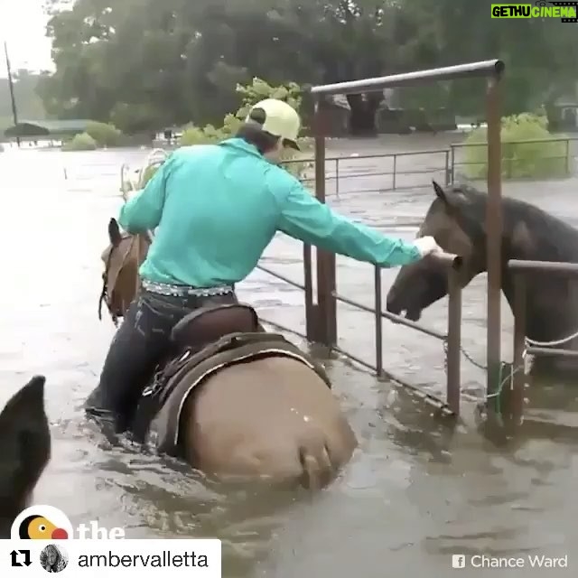 Ellen Pompeo Instagram - #Repost @ambervalletta with @repostapp ・・・ God bless all the angels helping the animals and people in Texas. Donate to the Humane Society of Texas or any other animal recuse that's on the ground helping save and house animals. The Red Cross is taking donations for pets too! 🙏🏽💙 #staystrong #texas #houston
