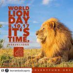 Ellen Pompeo Instagram - #Repost @leonardodicaprio with @repostapp ・・・ If the parks and reserves of Africa’s savannas were properly resourced and effectively managed, we could have 3-4 times the number of lions we have today. Today on #WorldLionDay, @LeonardoDiCaprioFdn and @WildNetOrg are launching a powerful coalition for #lionconservation--the @LionRecovery Fund. Find out more at lionrecoveryfund.org.