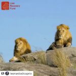 Ellen Pompeo Instagram - #Repost @leonardodicaprio with @repostapp ・・・ #Regram #RG @lionrecovery: Lions are known for their beauty, power and ferocity. But few know that they have been disappearing at an alarming rate. Help us turn up the volume on this quiet crisis - REGRAM this. And to give, please visit lionrecoveryfund.org or follow the link in the bio. Thank you so much! 🦁 #WorldLionDay #SaveLions #lion #lionking #lions #bigcats #cats #catsofinstagram #wildlife #animals #wildlifephotography
