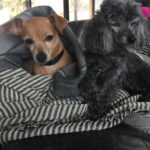 Ellen Pompeo Instagram – @loveleorescue thank you so much for our new baby Lily… she is the sweetest ❤️💋❤️
