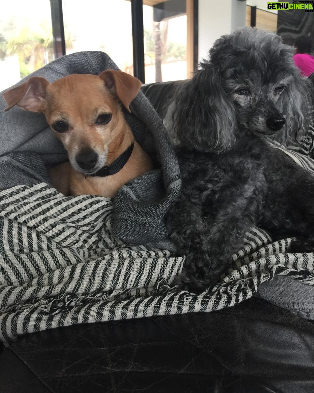 Ellen Pompeo Instagram - @loveleorescue thank you so much for our new baby Lily... she is the sweetest ❤️💋❤️