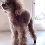Ellen Pompeo Instagram - TGIF.... who’s breaking out their @harryjoshprotools and turning up tonight? Shanah Tovah Bitches @esteestanley this is for you 😂😂😂 Shabbat Shalom 💙 @blackpinkofficial @jessronagrooming