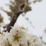Elnaz Habibi Instagram – بهار مبارک🌸