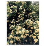 Elnaz Habibi Instagram - نگاه امروز...