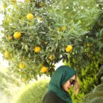 Elnaz Habibi Instagram - نفسِ بادِ صَبا مُشك فِشان هم بِشود باز بوي خوشِ تو رونقِ عطاري هاست🍊 از دوربين @ahmadreza_shojaei 📷