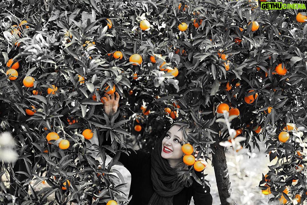 Elnaz Habibi Instagram - نسيمى مى وزد با عطر بهار نارنج به گمانم همين حوالى لبخندى بر لبانت شكفته🍂 Photo by @ahmadreza_shojaei
