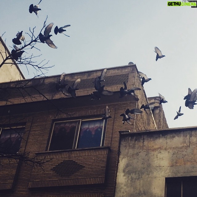 Elnaz Habibi Instagram - كسى مرا به آفتاب معرفى نخواهد كرد كسى مرا به ميهمانى گنجشك ها نخواهد برد پرواز را به خاطر بسپار پرنده مردنى است ... فروغ فرخزاد