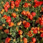 Emmy Raver-Lampman Instagram - II FLOWER. POWER. II Keukenhof Gardens, The Netherlands