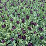 Emmy Raver-Lampman Instagram - II FLOWER. POWER. II Keukenhof Gardens, The Netherlands