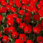 Emmy Raver-Lampman Instagram - II FLOWER. POWER. II Keukenhof Gardens, The Netherlands