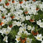 Emmy Raver-Lampman Instagram - II FLOWER. POWER. II Keukenhof Gardens, The Netherlands