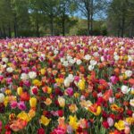 Emmy Raver-Lampman Instagram - II FLOWER. POWER. II Keukenhof Gardens, The Netherlands